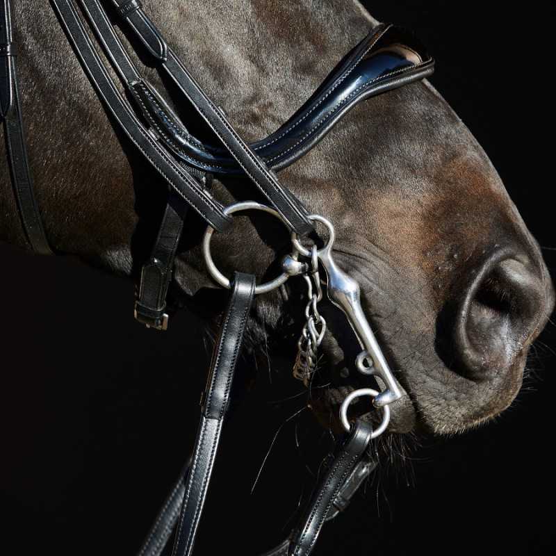 Focinho de cavalo com cabresto preto e bocado metálico
