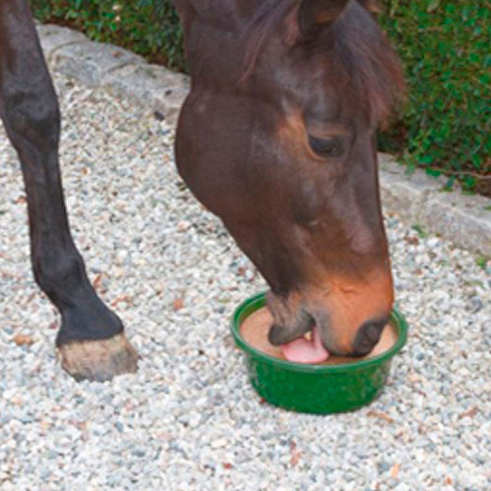 Cavalo castanho a beber de tigela verde num chão de pedrinhas