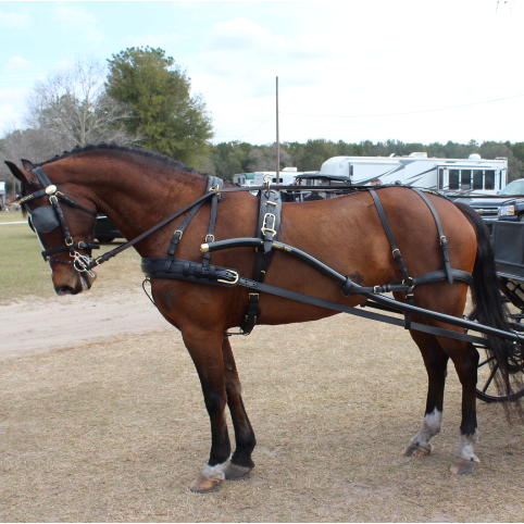 Cavalo castanho equipado com arreios de couro e carruagem