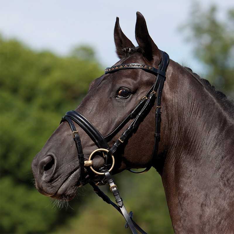 Cabeça de cavalo castanho escuro com rédea preta e ferragens douradas ao ar livre