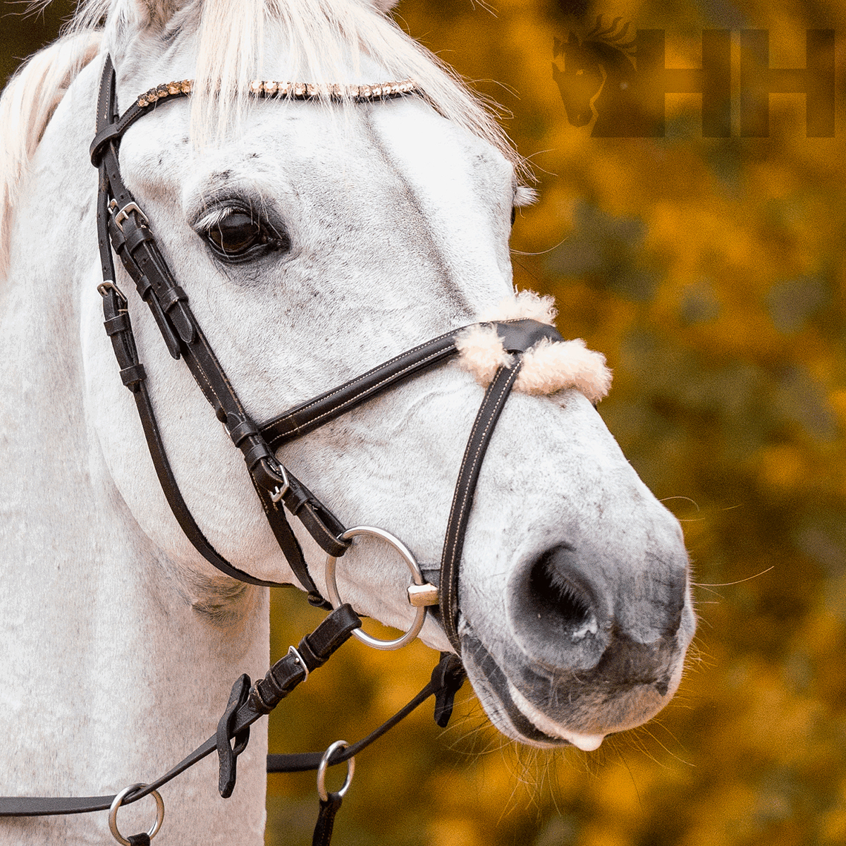 Cavalo branco equipado com freio preto e cabeçada decorada