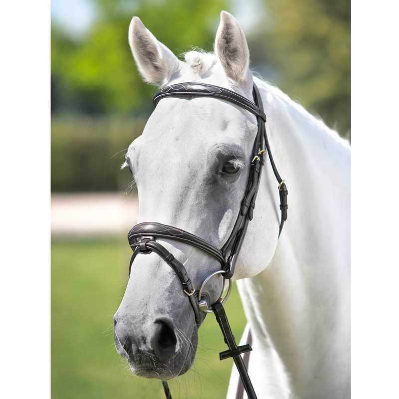 Cavalo branco com cabeçada de couro castanho escuro