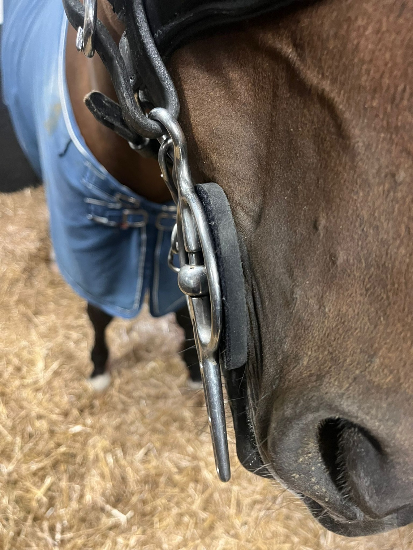 Cavalo castanho com cabresto preto, ferradura metálica e manta azul em piso de palha