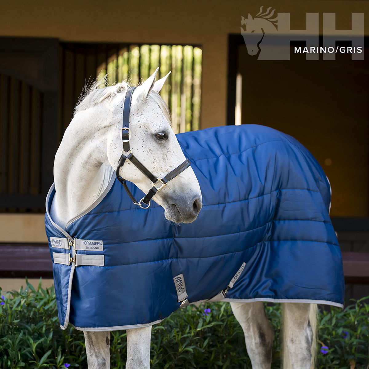 Cavalo branco com manta azul acolchoada e peitoral preto