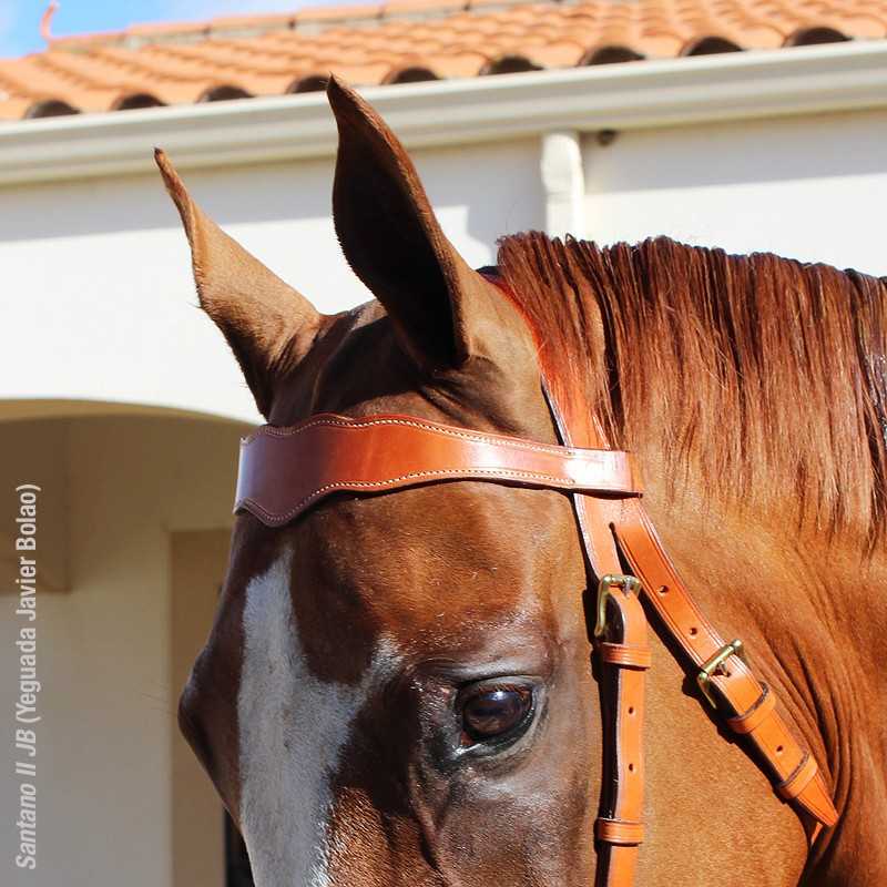 Cavalo castanho com arreios de couro castanho ao ar livre