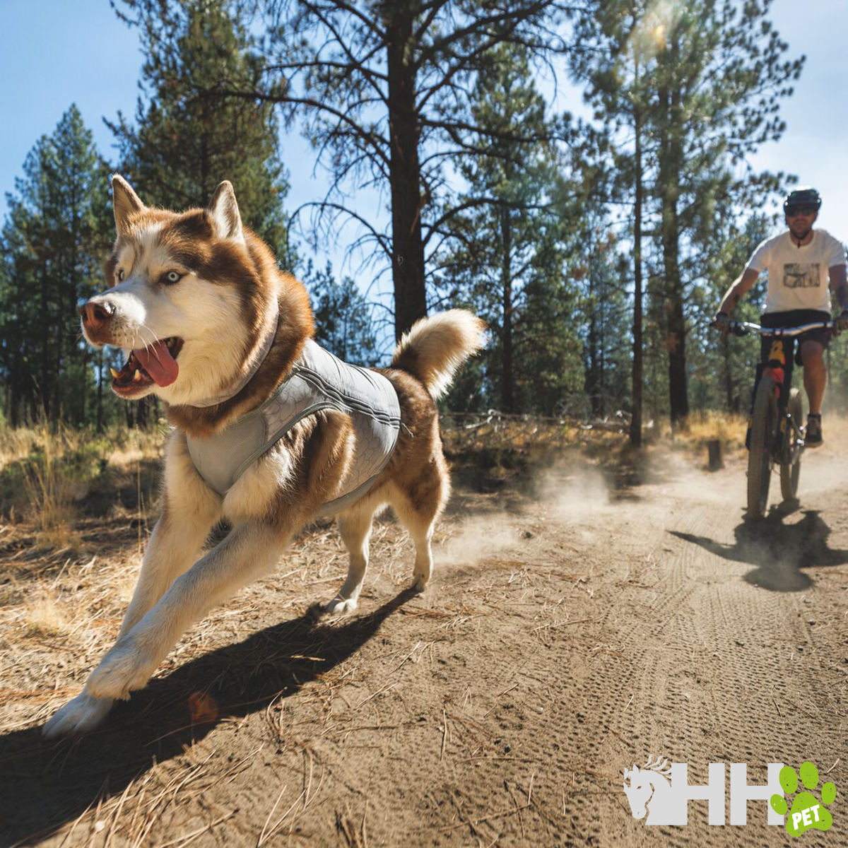 Cão Husky Siberiano a correr com arnês cinzento numa trilha de terra, com ciclista atrás em floresta.