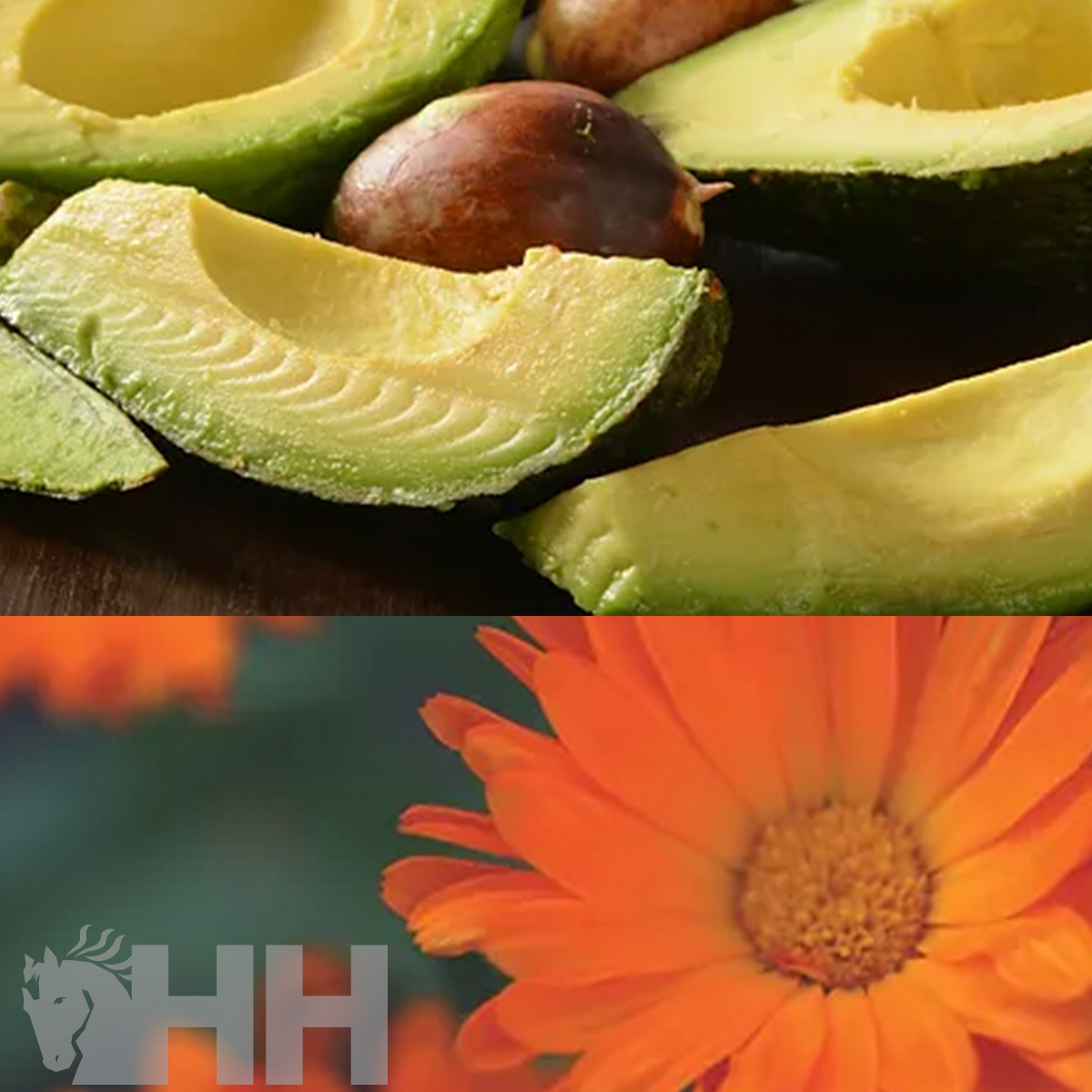 Abacates cortados e flor laranja vibrante