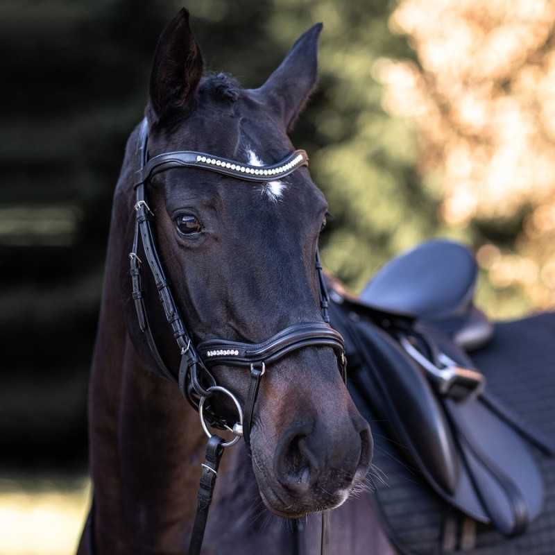 Cavalo preto com sela preta e bridão de couro decorado com pedras brilhantes