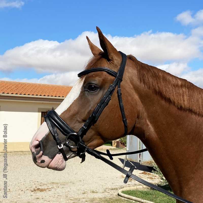 Cavalo castanho com cabresto de couro preto ao ar livre em ambiente rural