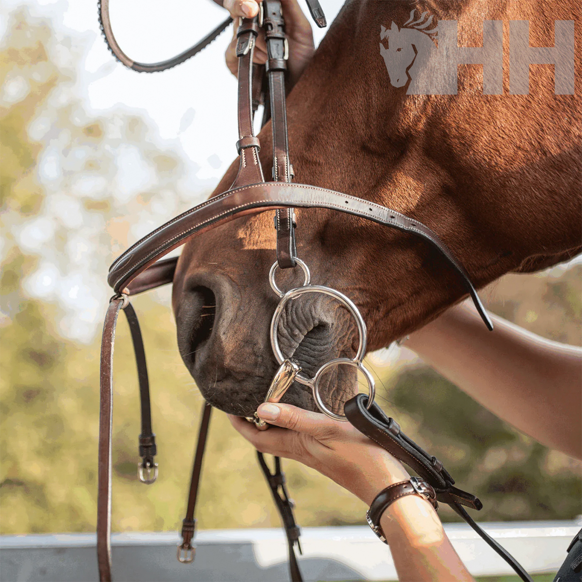 Cavalo castanho com cabresto e freio, mãos segurando freio perto do focinho.