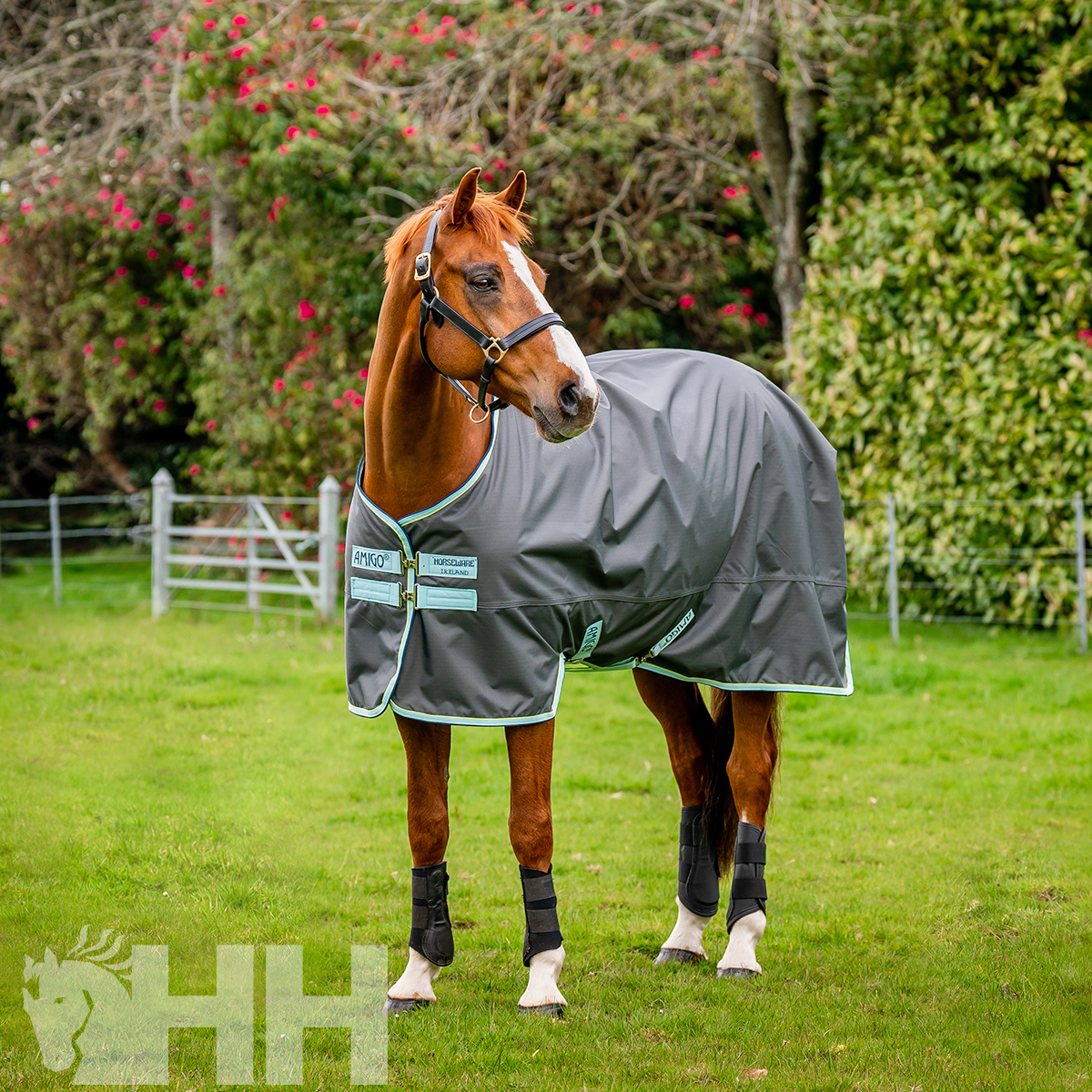 Cavalo castanho com mantilha cinza escuro num campo verde
