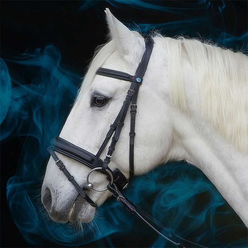 Cavalo branco com cabresto preto e embocadura em fundo escuro
