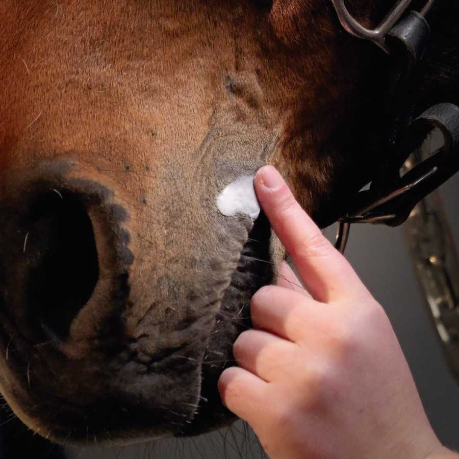 Pessoa a aplicar produto branco na pele de cavalo castanho perto do focinho
