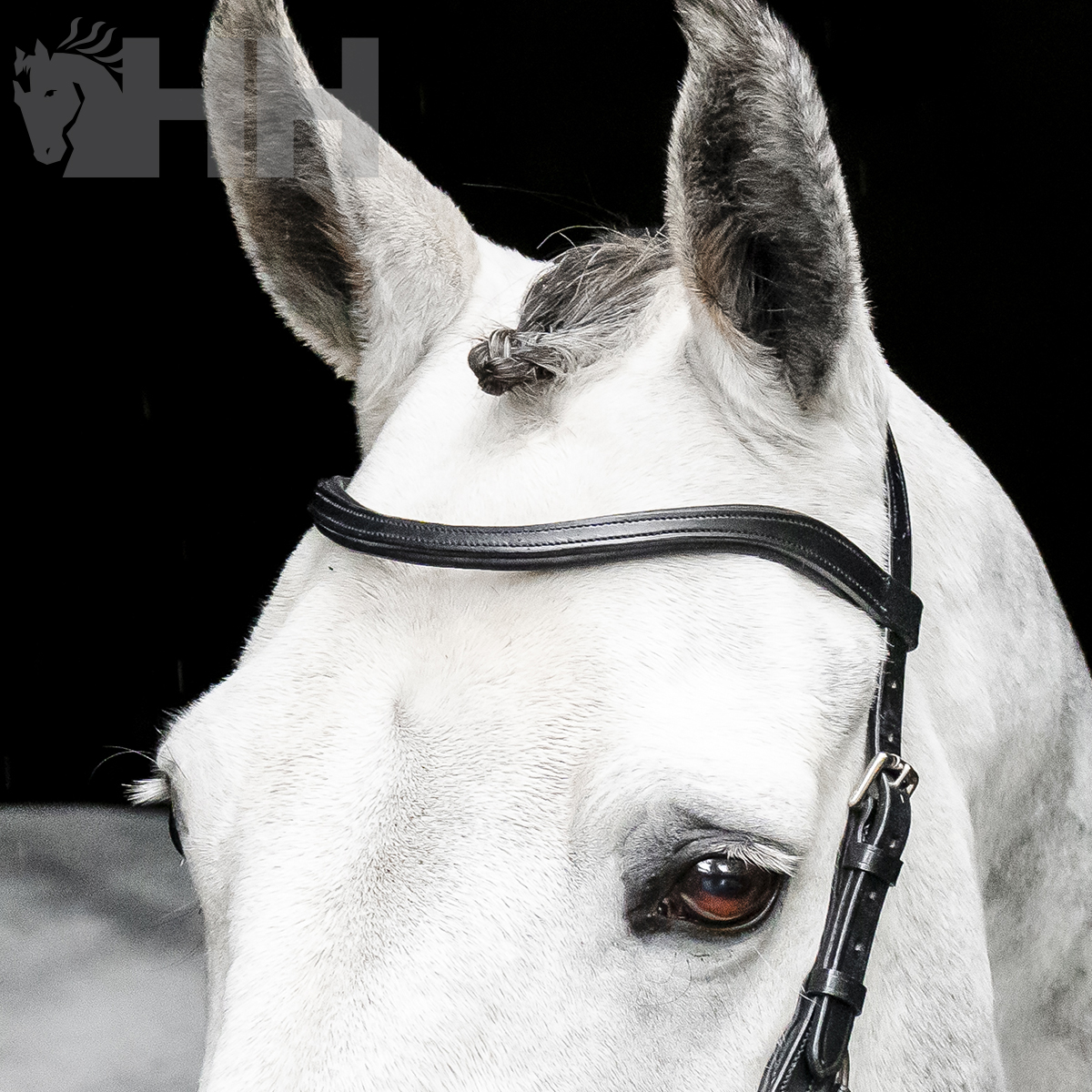 Cabeça de cavalo branco com cabresto preto e crina trançada