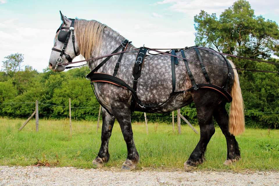 Cavalo cinzento com arreios de couro preto e castanho ao ar livre