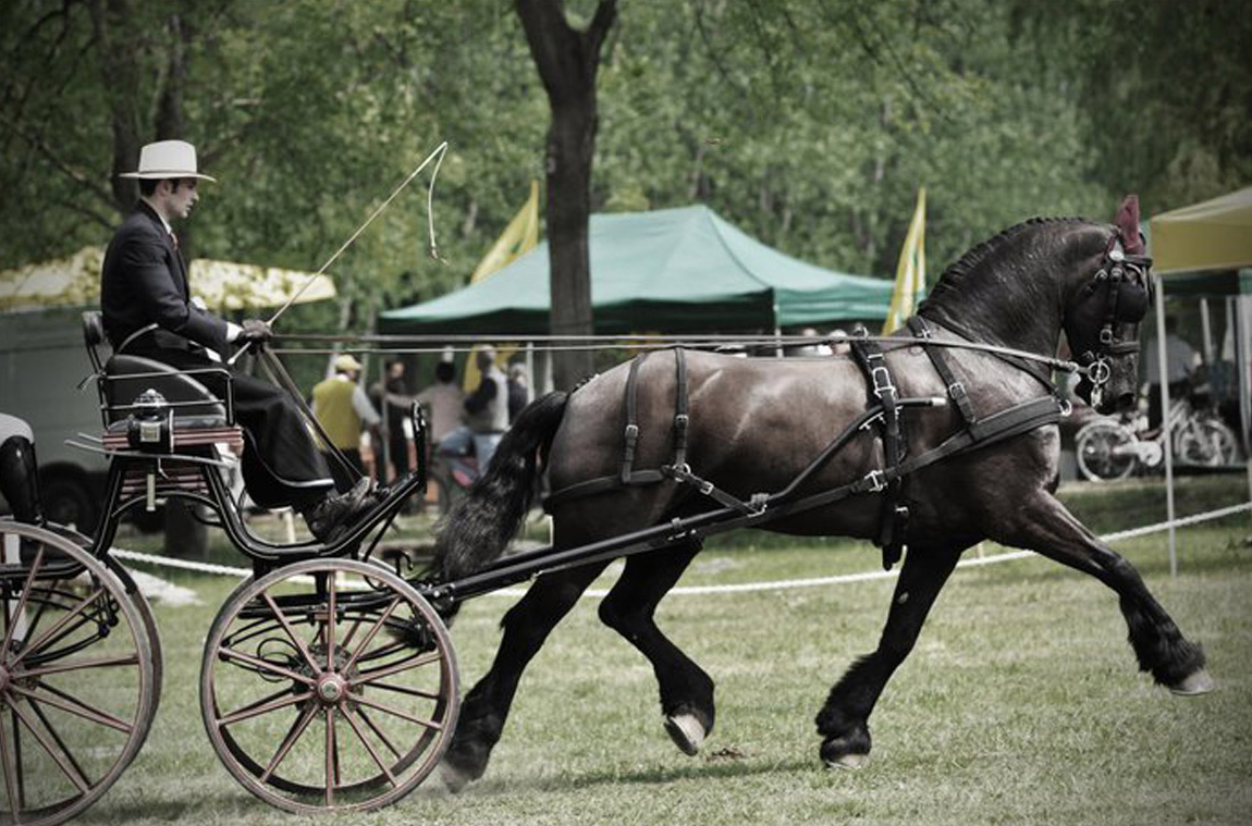 Carruagem preta com cavalo castanho escuro e condutor formal num parque