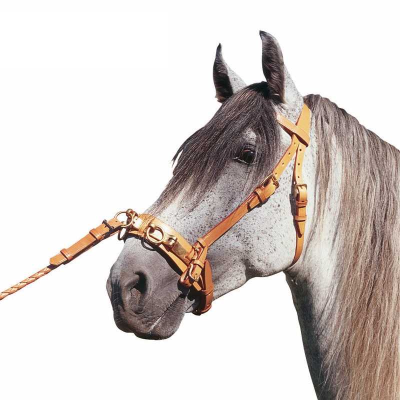 Cavalo cinzento com cabresto de couro castanho claro e corda