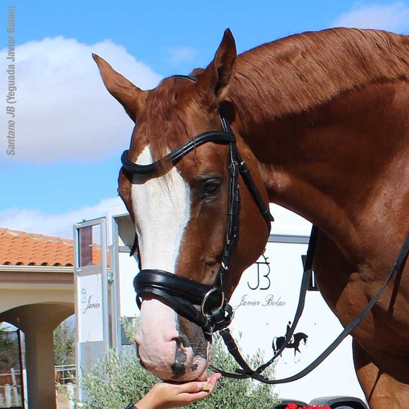 Cavalo castanho com cabresto preto e listra branca no rosto sendo alimentado