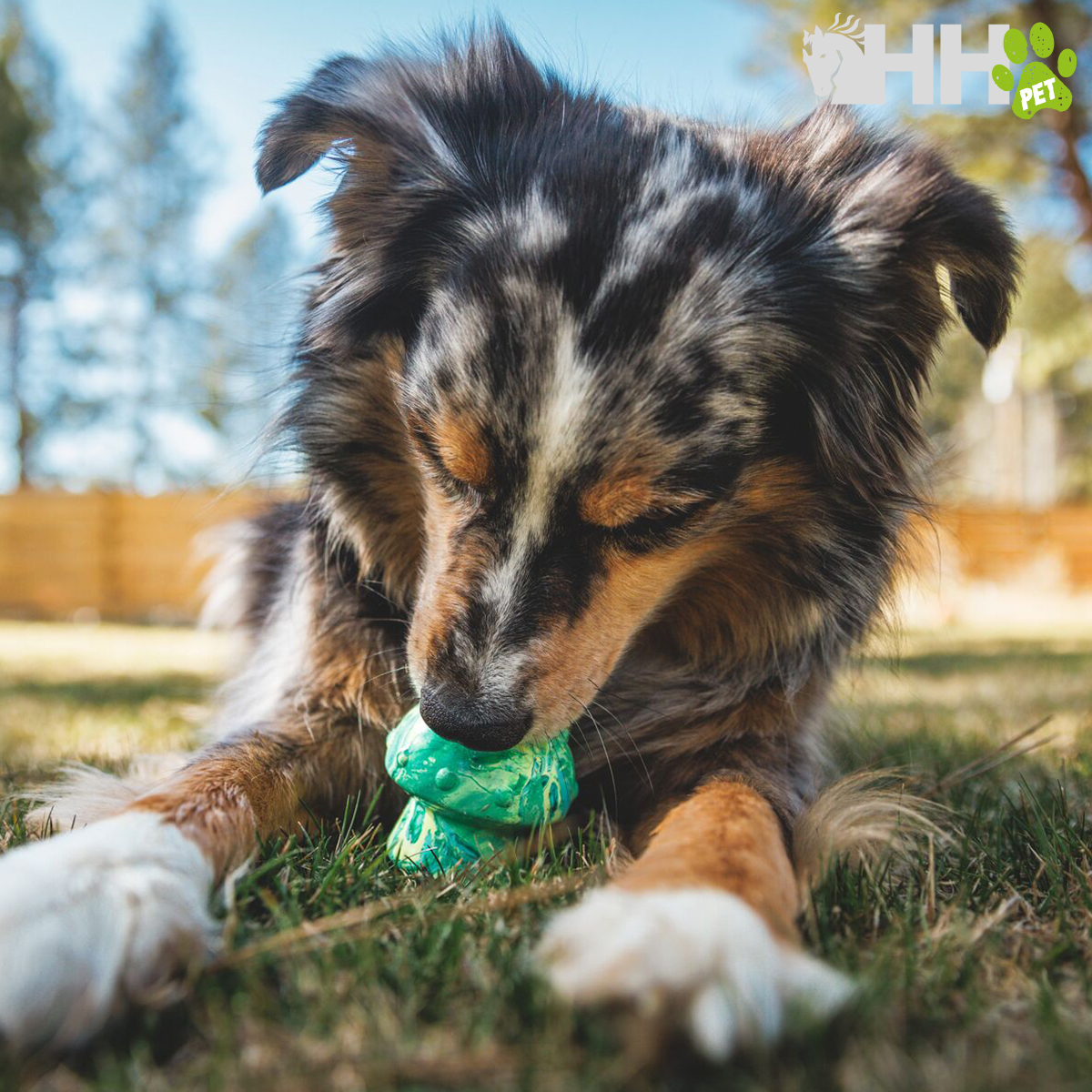 Cão com brinquedo verde ao ar livre
