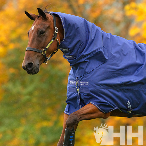 Cavalo castanho com manta impermeável azul marcada como Rambo num ambiente exterior com folhas de outono