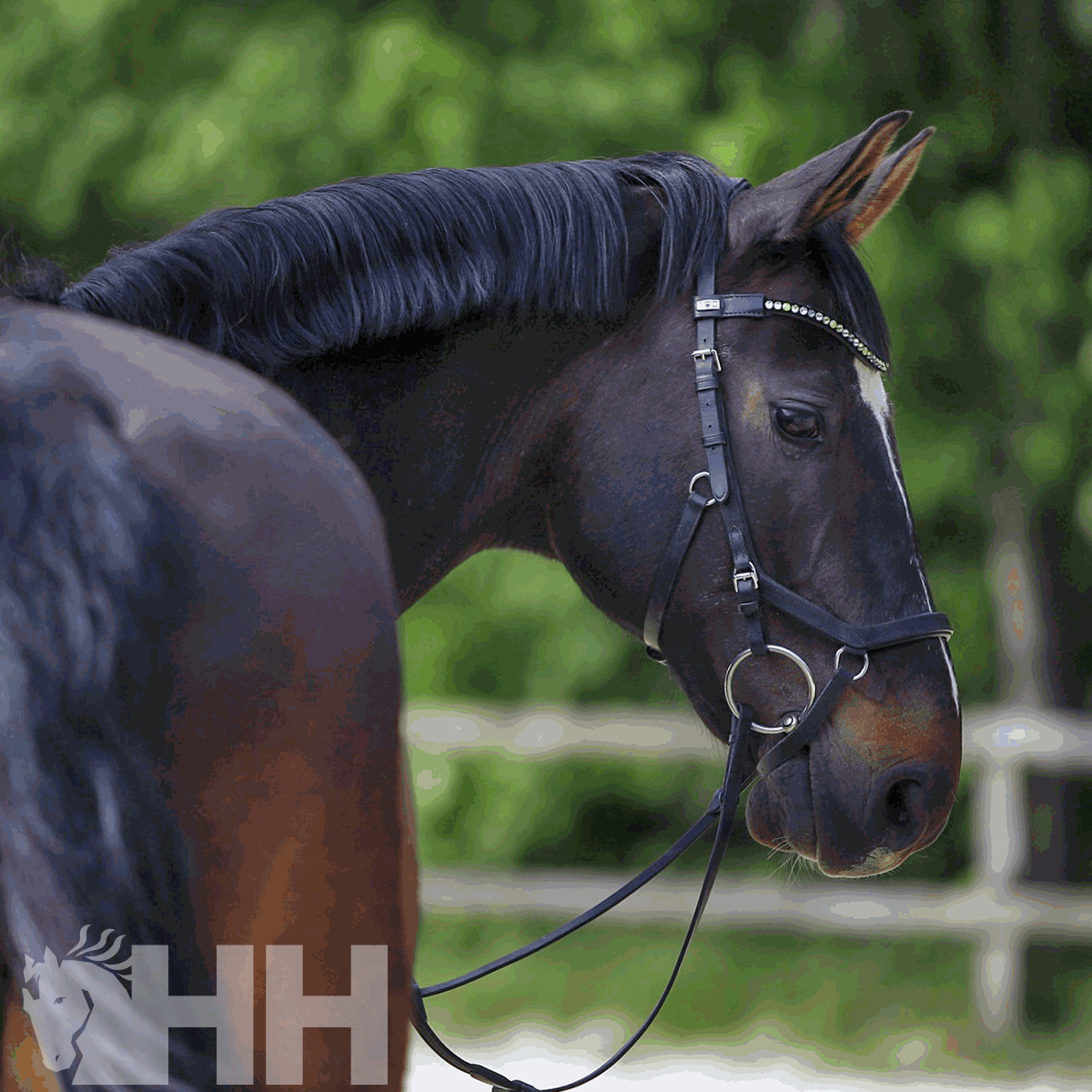 Cavalo castanho escuro com rédea preta e adorno brilhante num campo