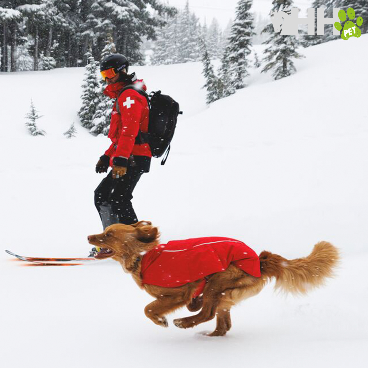 Cão com casaco vermelho e pessoa a esquiar em percurso de neve com árvores ao fundo.