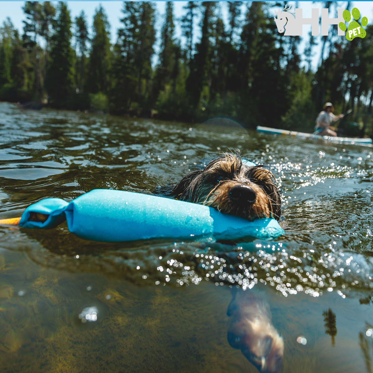 Cão a nadar com brinquedo azul na boca, água e pessoas ao fundo