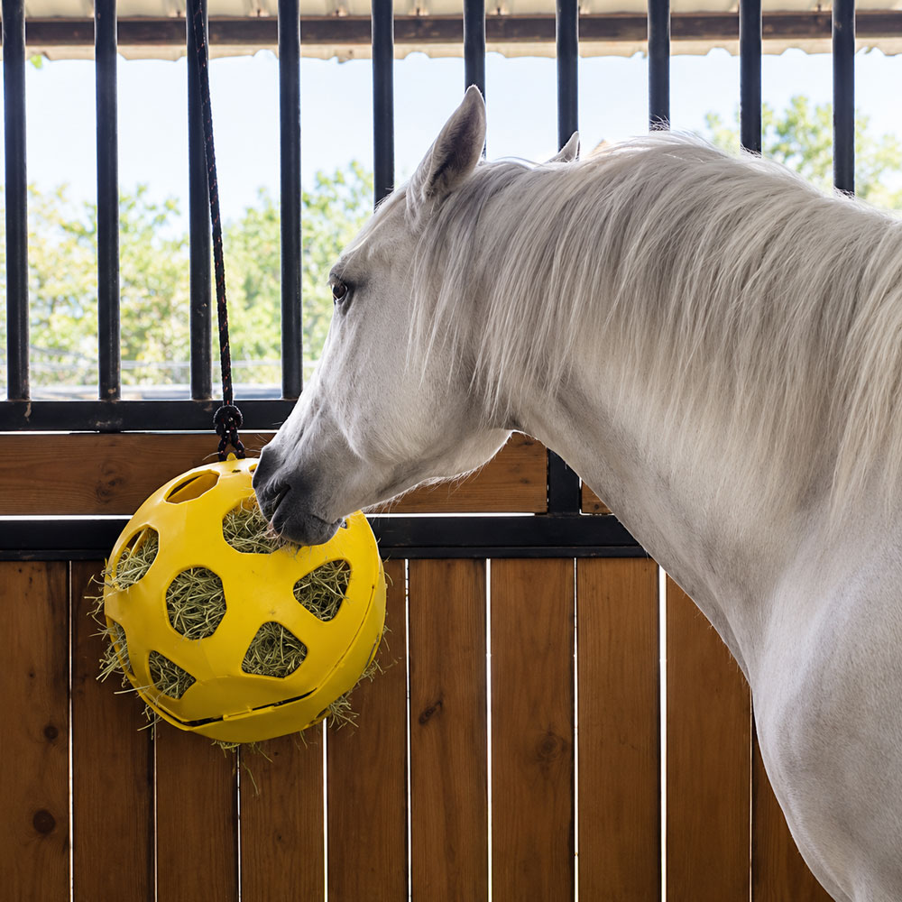 Cavalo branco a comer feno de dispensador amarelo esférico em estábulo