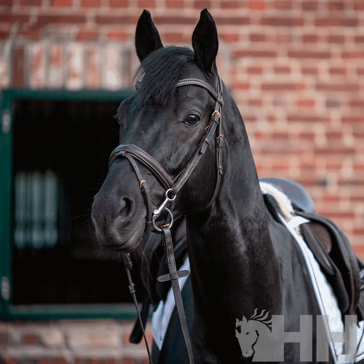 Cavalo preto com sela branca e cabresto de couro preto junto a parede de tijolos vermelhos