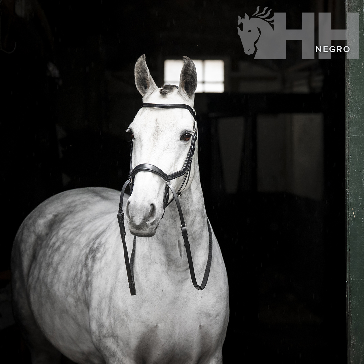 Cavalo branco com peitoral de couro preto e texto HH NEGRO