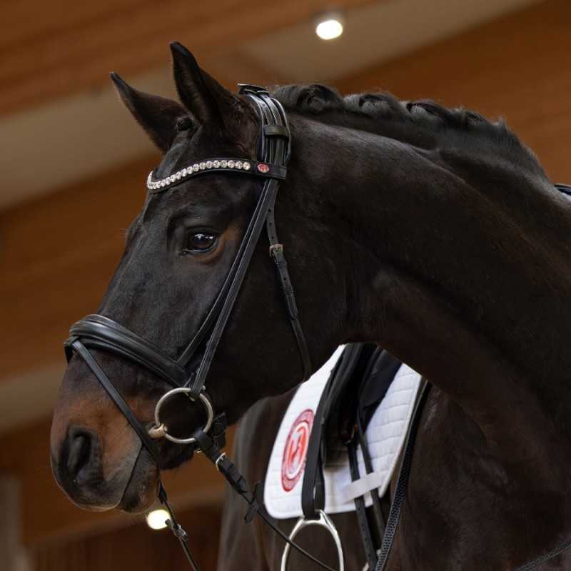 Cavalo preto com peitoral e manta branca acolchoada num estábulo interior