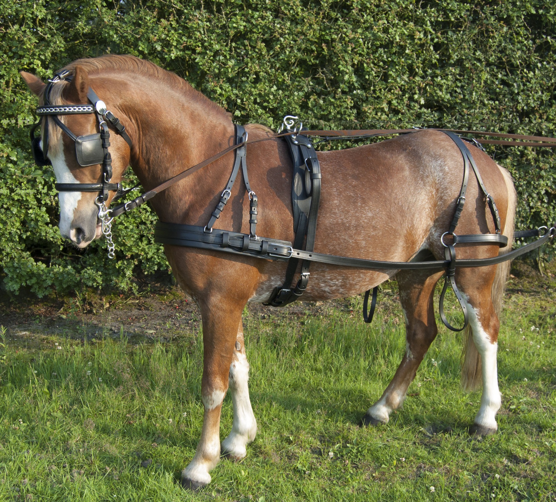 Cavalo castanho com arreios pretos e detalhes metálicos ao ar livre