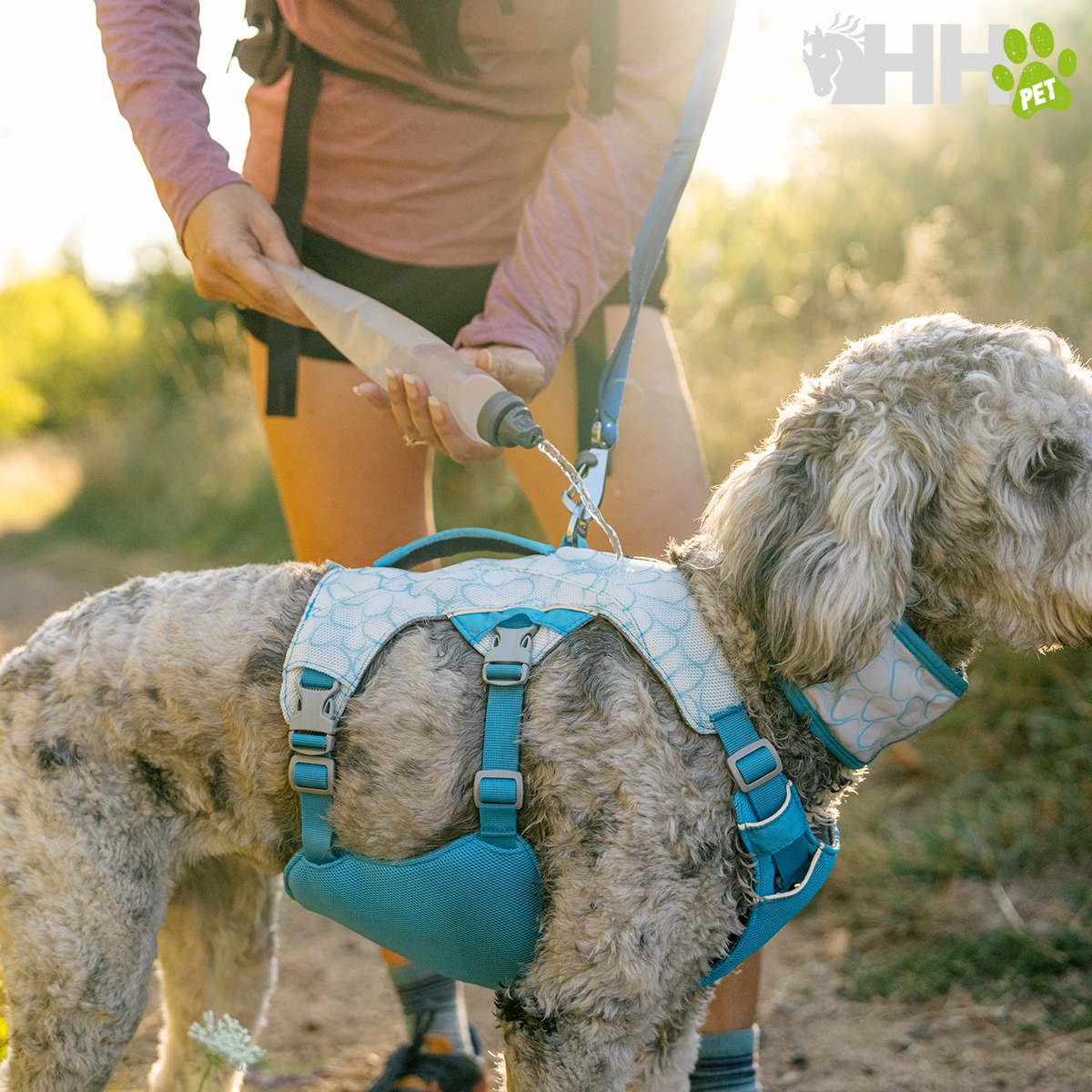 Cão com arnês azul e pessoa a verter água de garrafa portátil