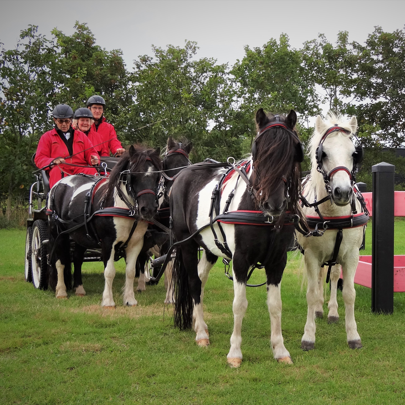 Carruagem com quatro cavalos pretos e brancos e três pessoas de casacos vermelhos num campo verde