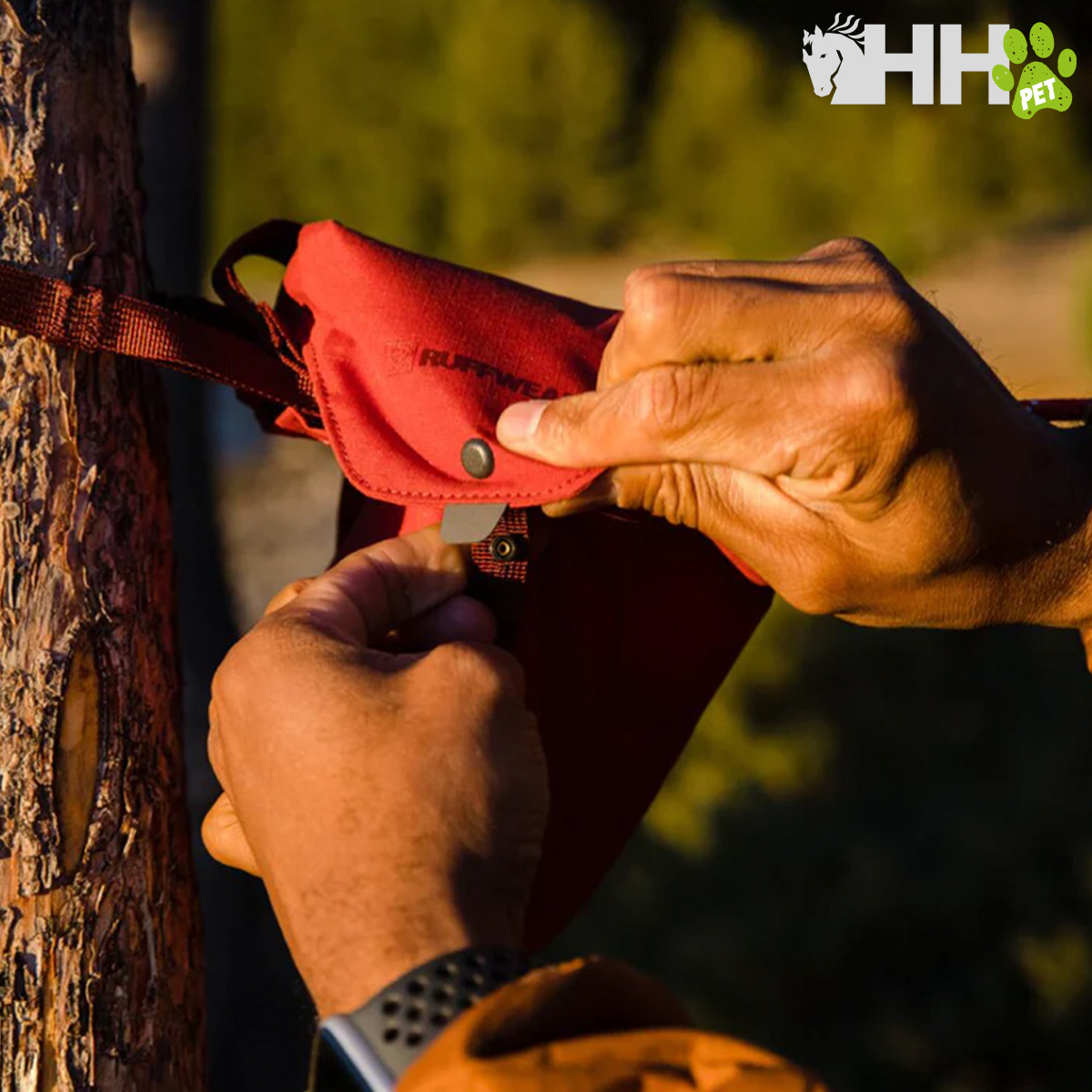 Pessoa a prender coleira vermelha para cão numa árvore com vegetação ao fundo