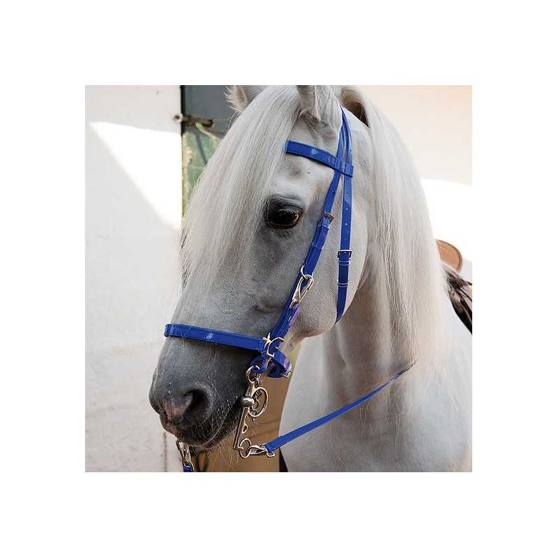 Cavalo branco com cabresto azul em estábulo