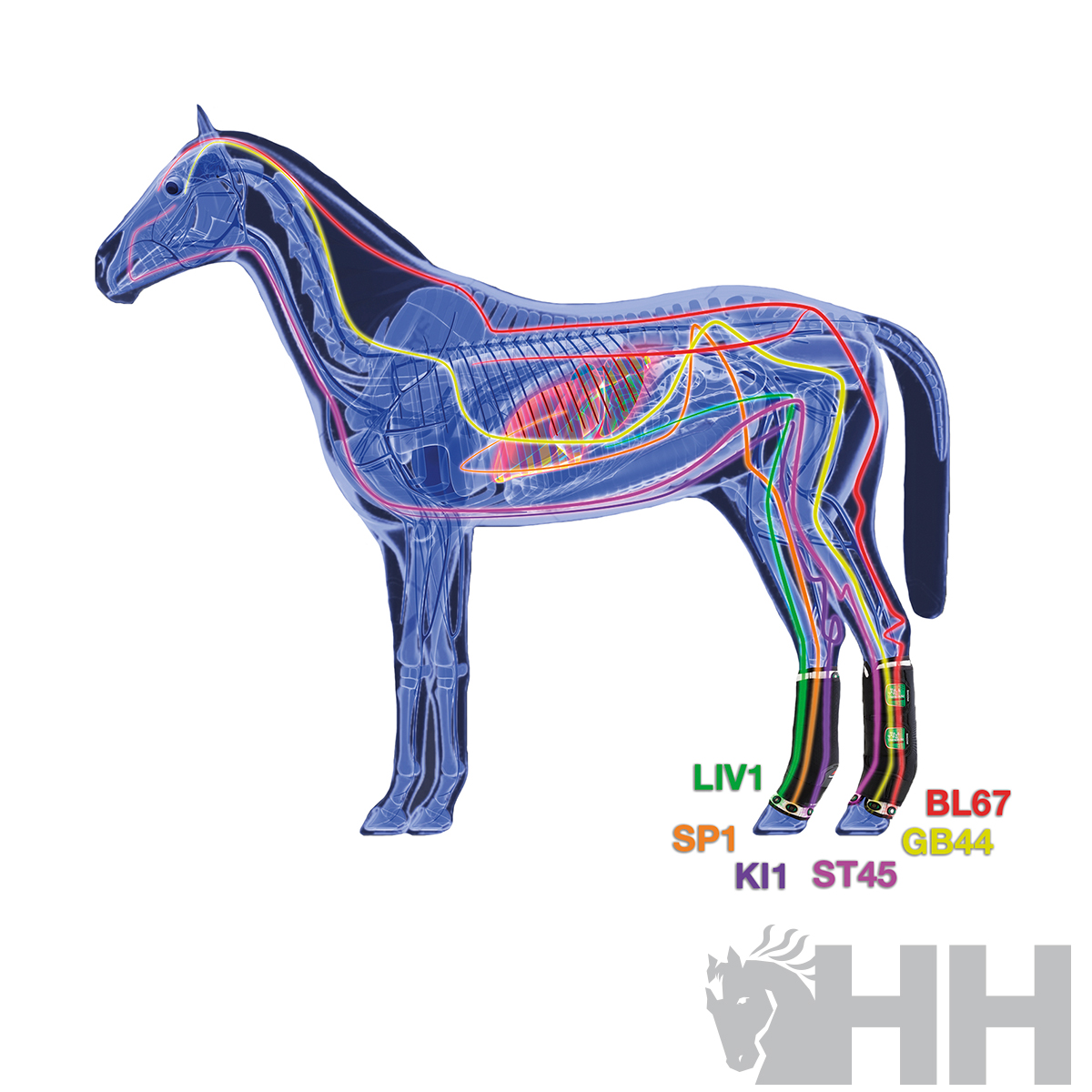 Modelo anatómico colorido de cavalo com esqueleto, órgãos e nervos visíveis.