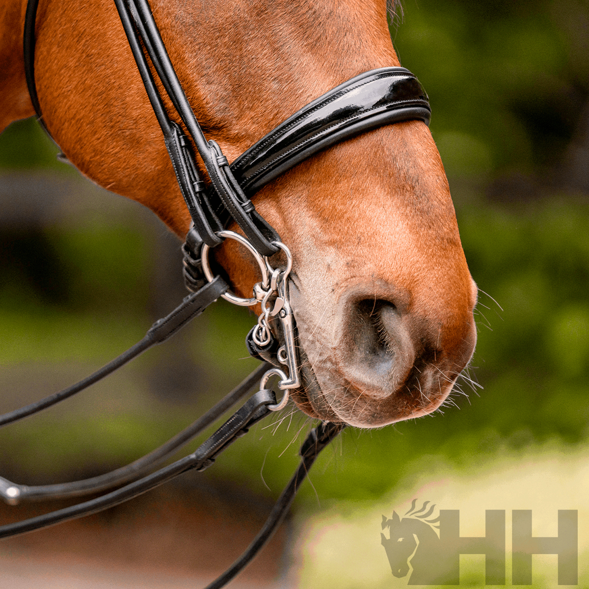 Cabeça de cavalo castanho com cabresto preto e bocado