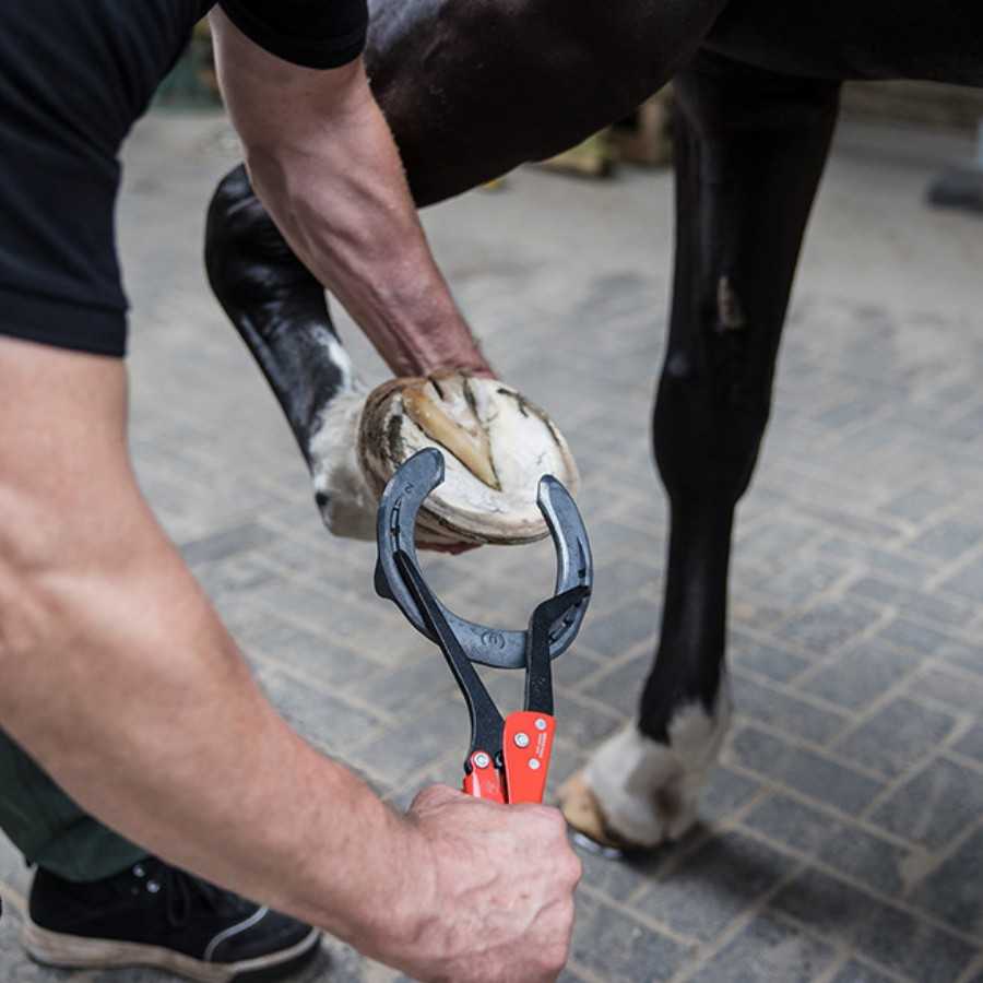 Pessoa a usar ferramenta para ajustar ferradura no casco de cavalo