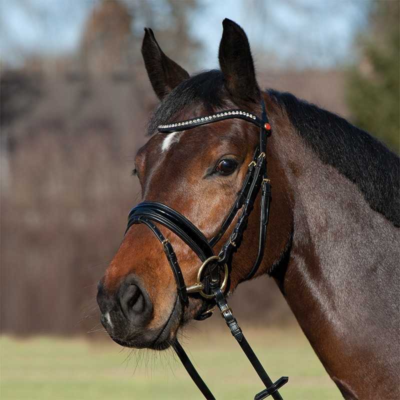 Cavalo castanho com rédea preta e tira de brilhantes na testa