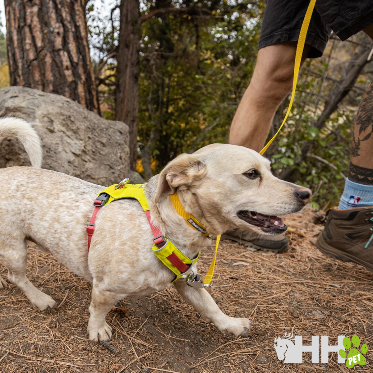 Cão com peitoral amarelo e trela a passear numa floresta com dono
