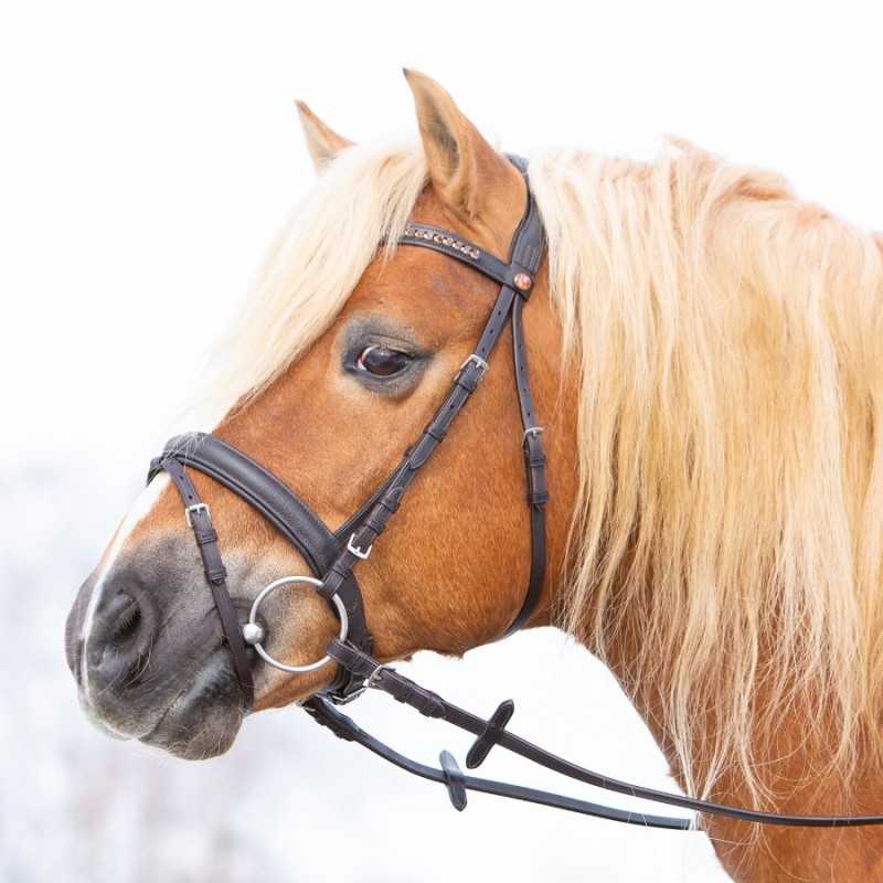 Cavalo castanho com crina loira e cabresto preto