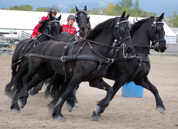 Dois cavalos pretos com arreios e duas pessoas em espaço aberto