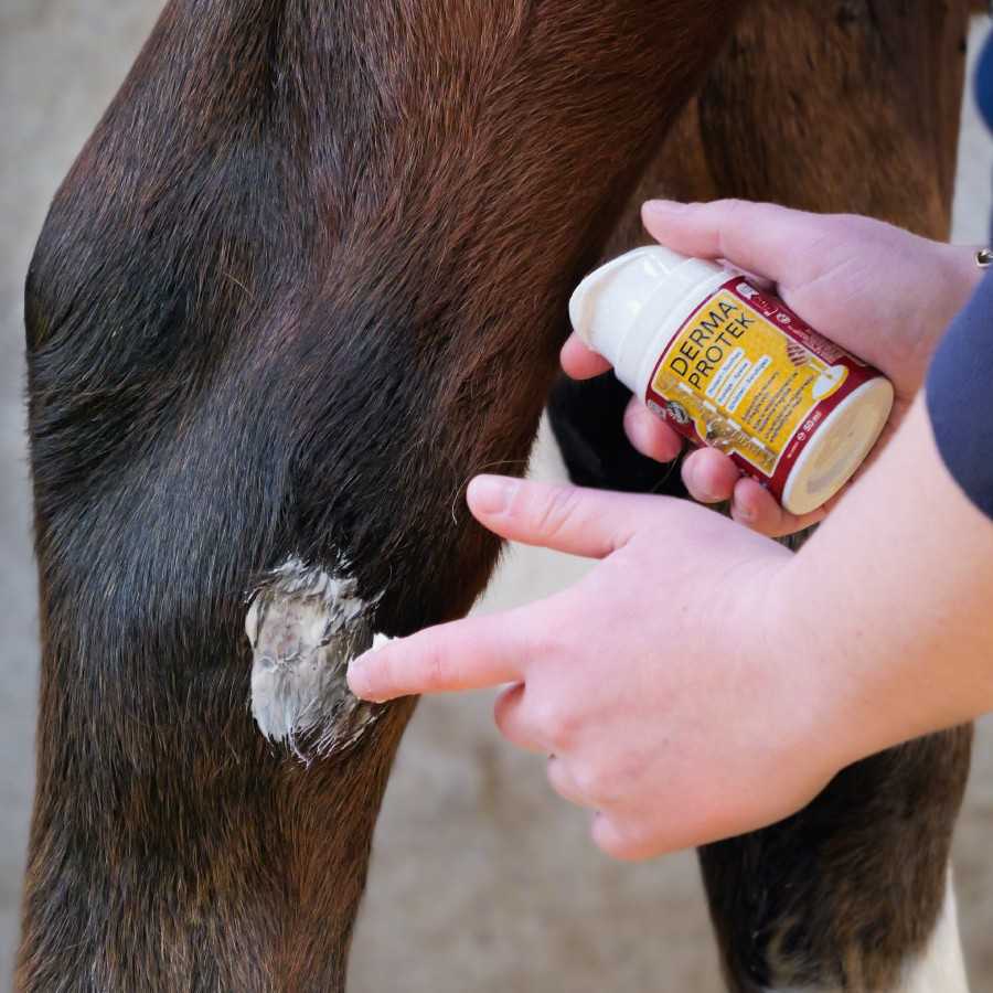 Proteção dérmica sendo aplicada em perna de animal castanho