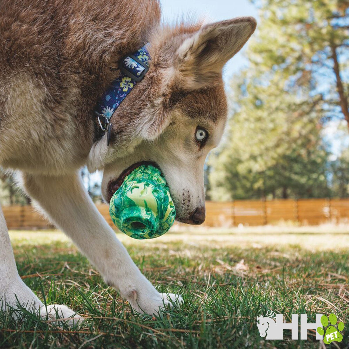 Cão com coleira azul a segurar uma bola verde no relvado