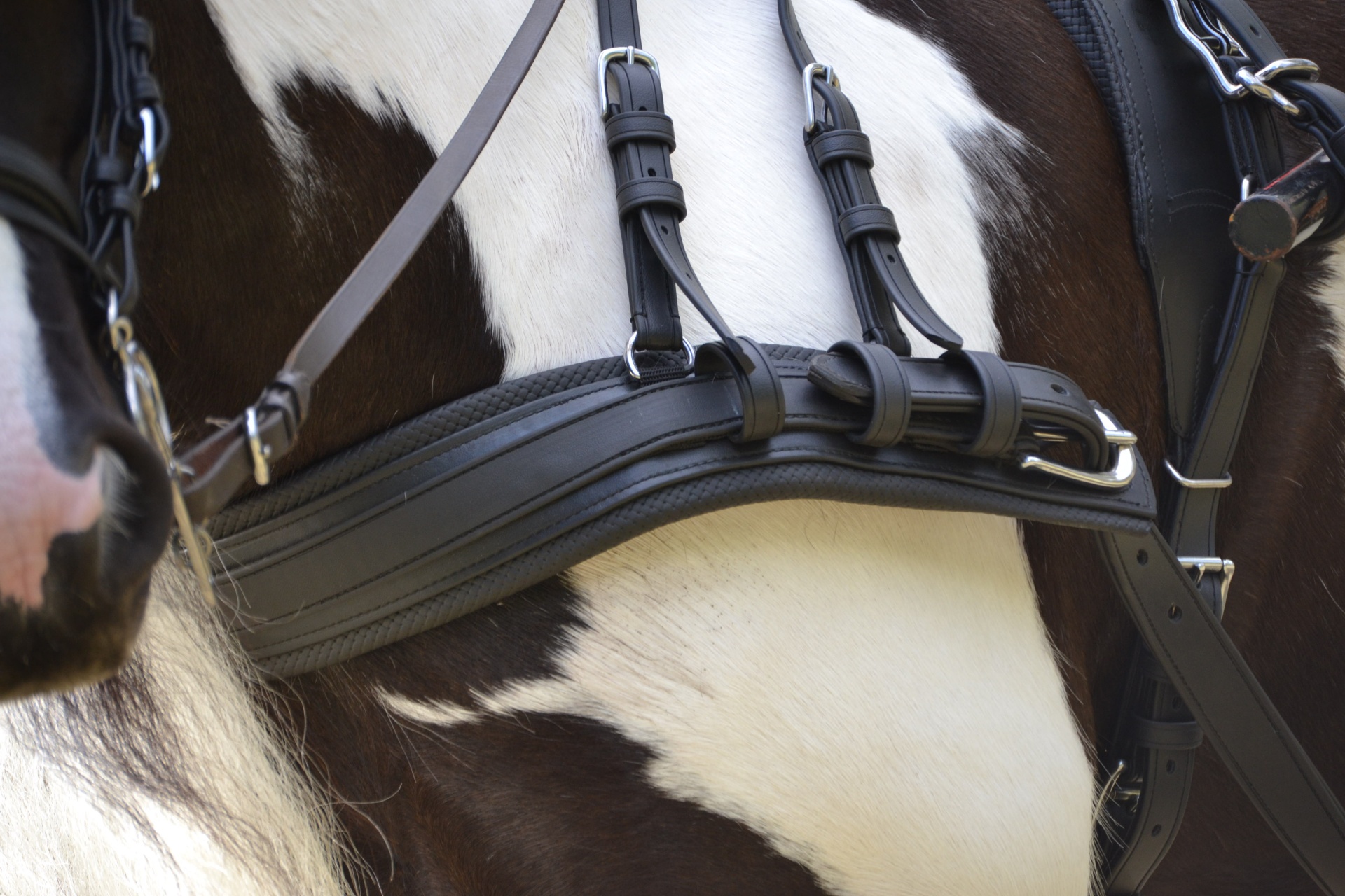 Arreios em pele preta num cavalo malhado castanho e branco