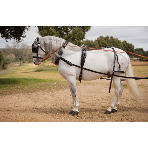 Cavalo branco com arreios pretos em ambiente exterior