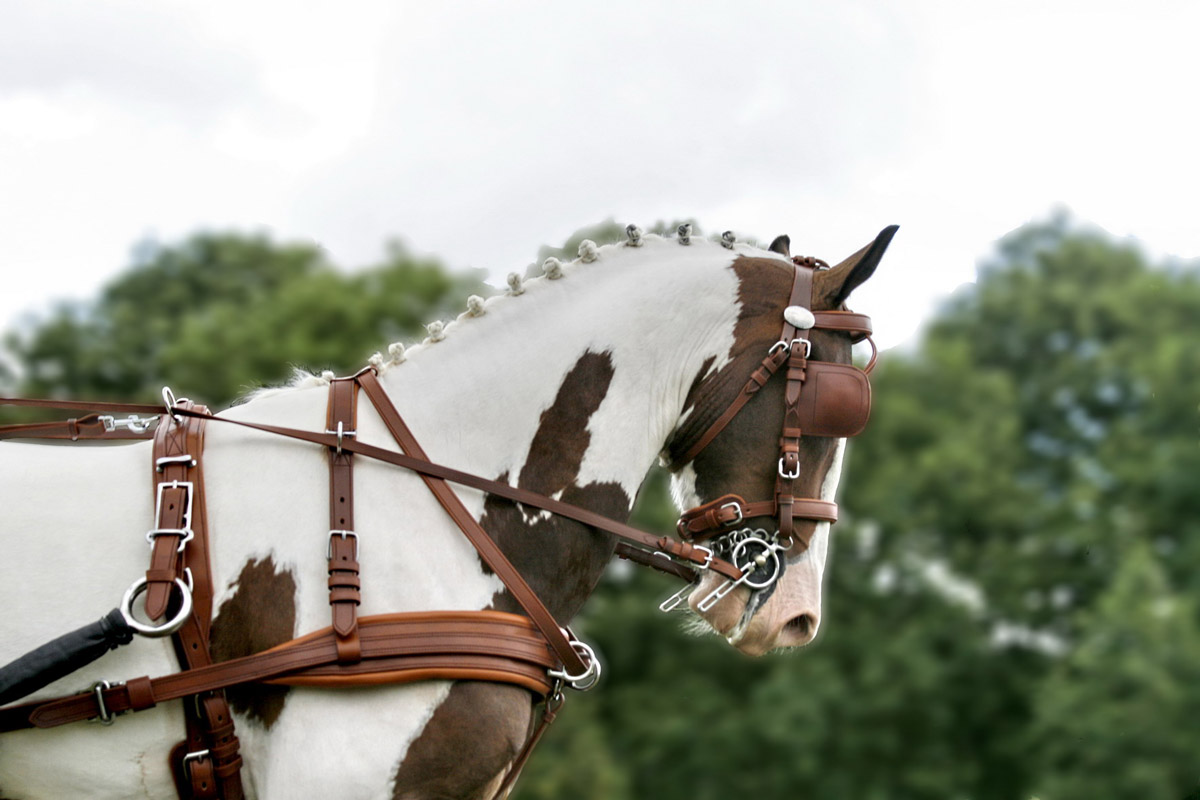 Cavalo branco e castanho com arreios de couro castanho ao ar livre