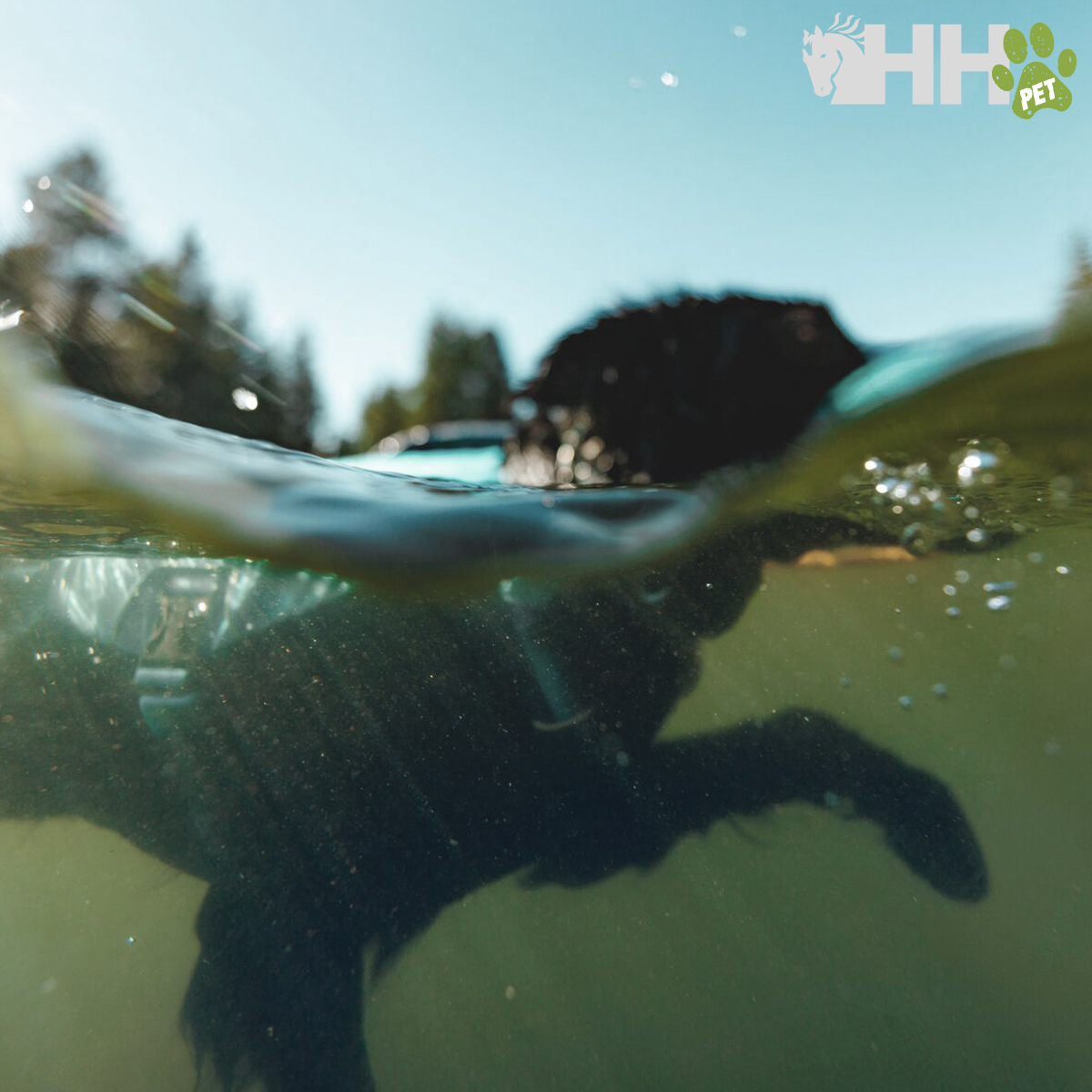 Cão preto a nadar com coleira vista subaquática e acima da água