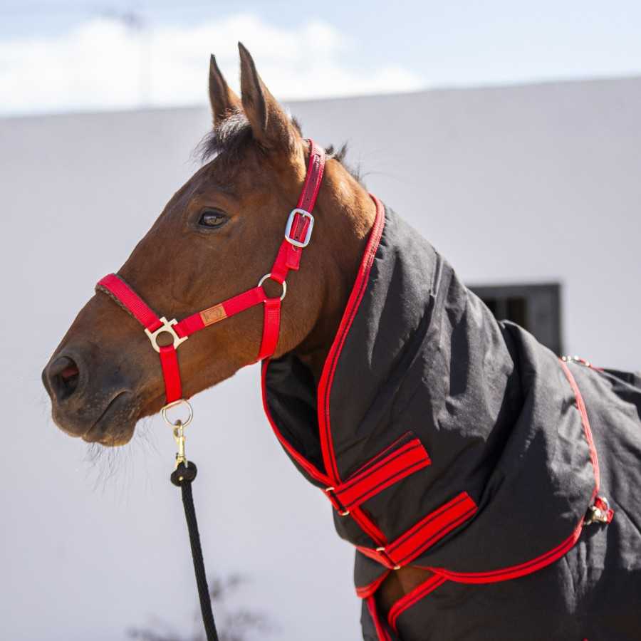 Cavalo castanho com cabresto vermelho e manta preta com bordas vermelhas